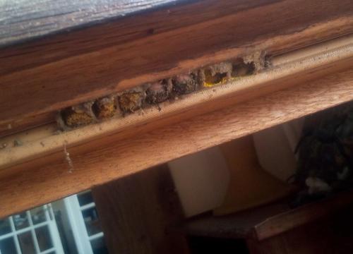 Réf. 304 191 : Megachile sp.